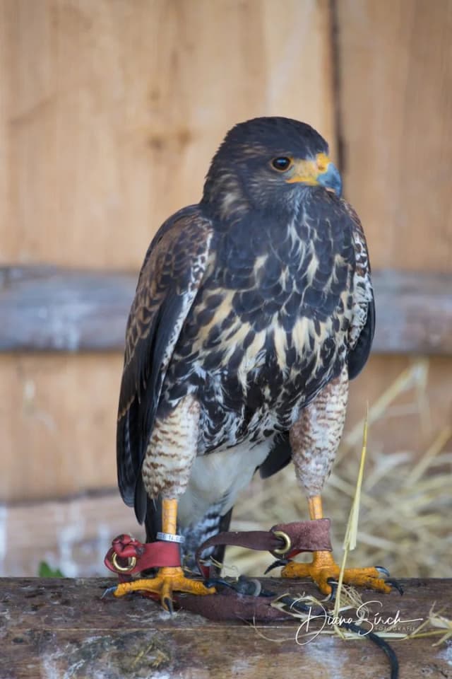 20190809_0212_DianaSirch