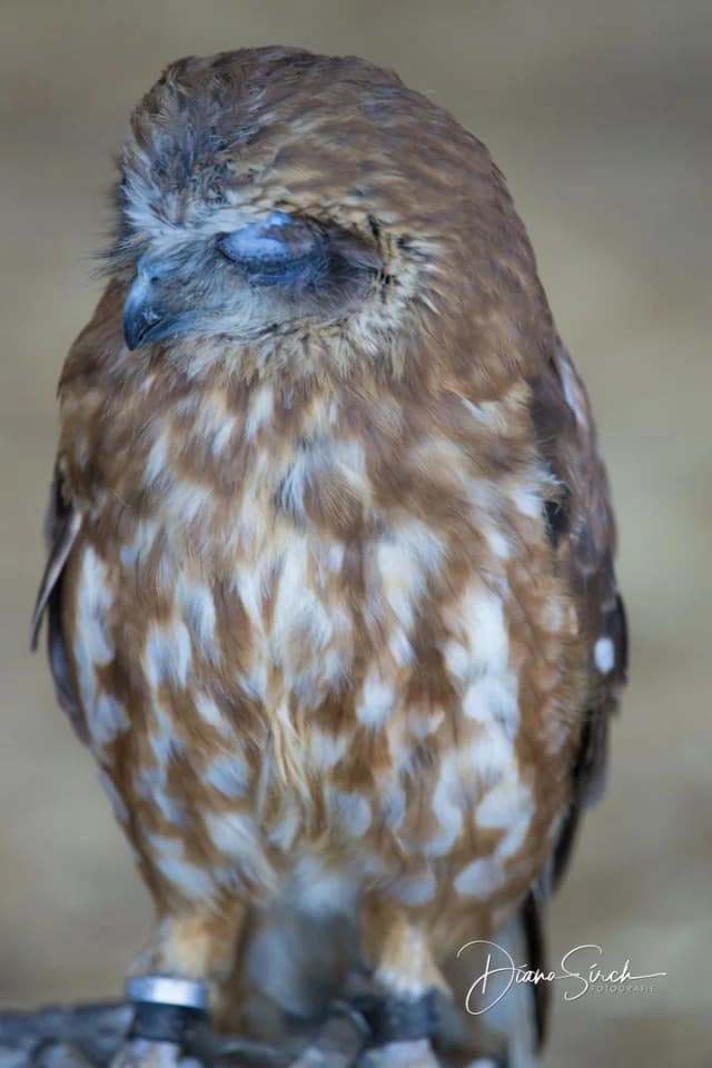 20190809_0224_DianaSirch