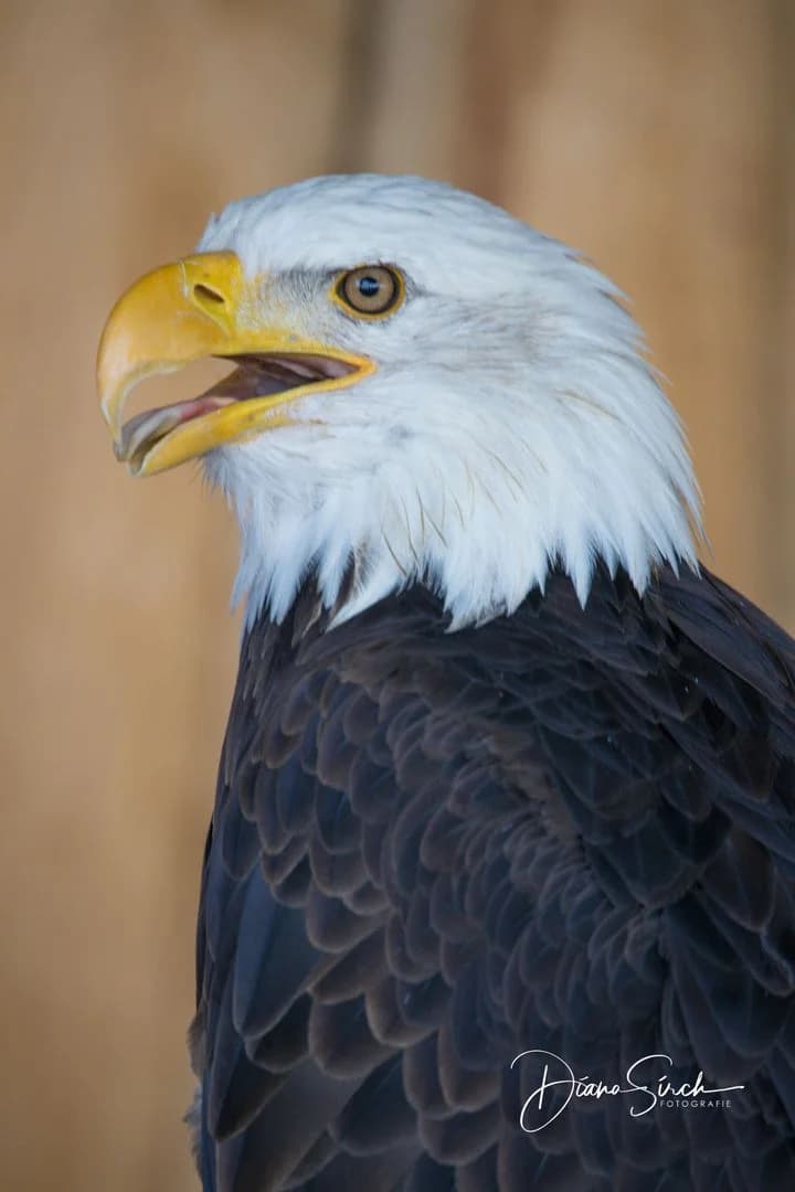 20190809_0241_DianaSirch